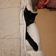 Perle a rejoint le concours — aidez-le/la à gagner de superbes lots ! black_cat, cat, blanket, couch, paw, furniture, indoor, cozy, relaxed, animal, pet, fur, home, resting, comfort, hidden, sleepy, whiskers, curious, living_room