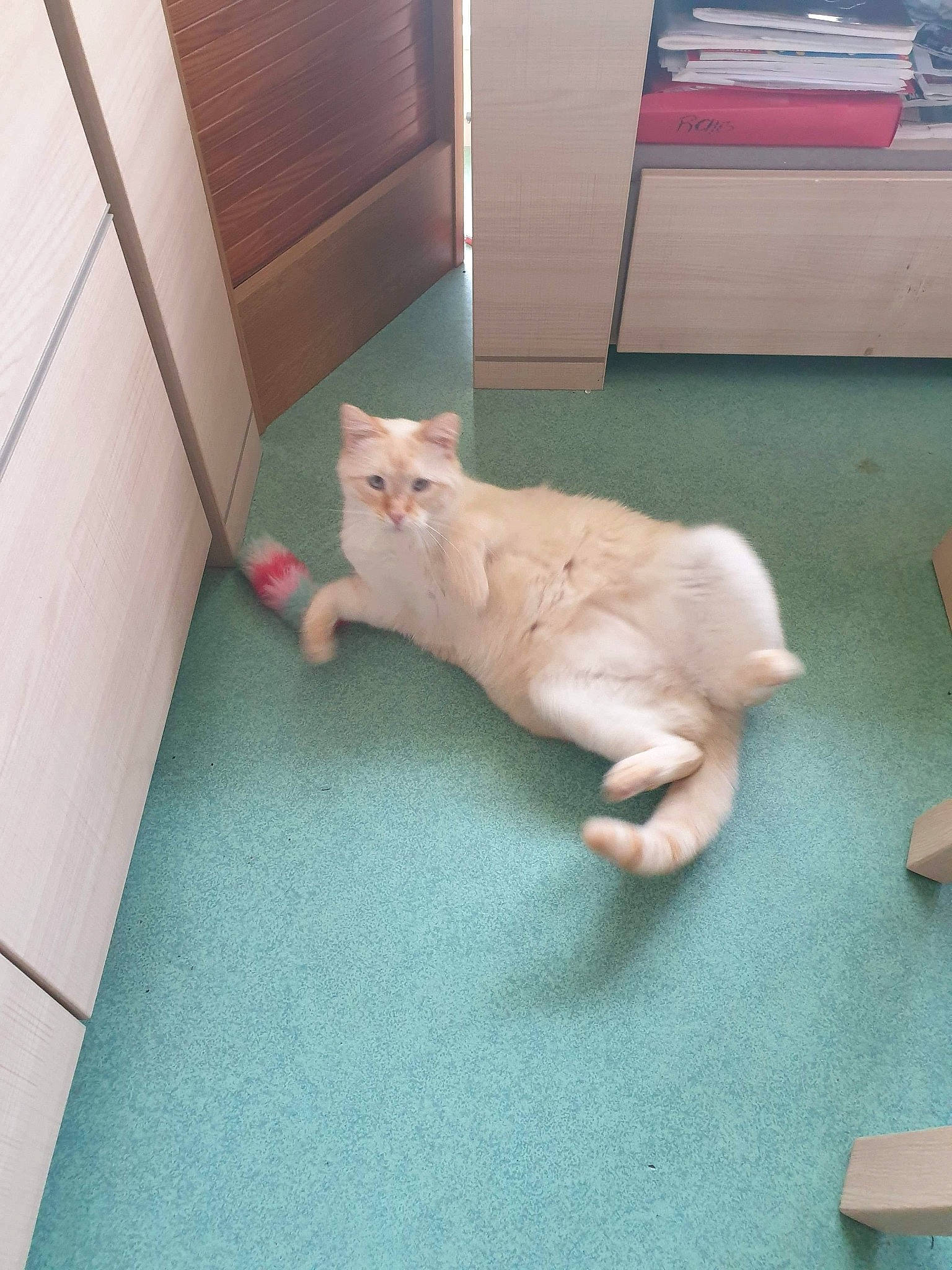 White participe au concours pour gagner de l'argent avec cette photo : aegean_cat, burmilla, carnivore, cat, domestic_short_haired_cat, european_shorthair, fawn, felidae, floor, flooring, kitten, leg, polydactyl_cat, skin, small_to_medium_sized_cats, tail, turkish_angora, turkish_van, whiskers, wood