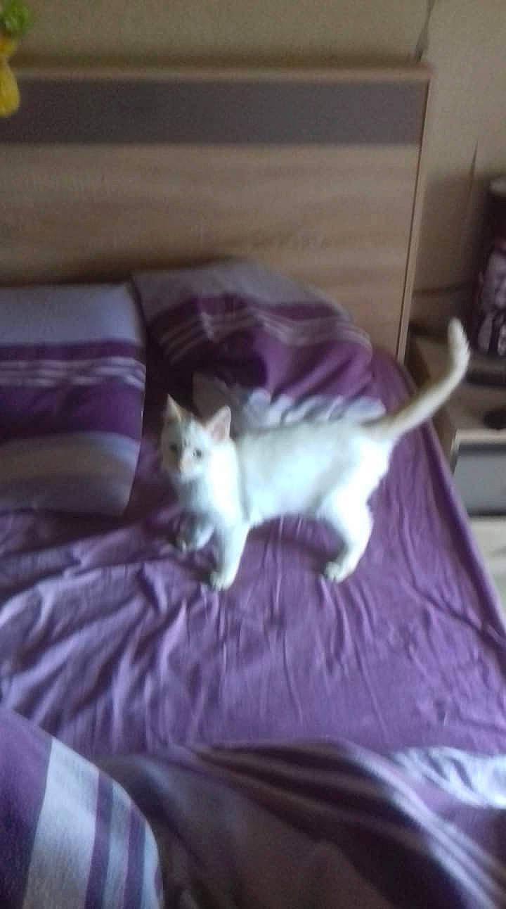 White a rejoint le concours — aidez-le/la à gagner de superbes lots ! carnivore, cat, domestic_short_haired_cat, fawn, felidae, kitten, mammal, small_to_medium_sized_cats, tail, turkish_angora, whiskers