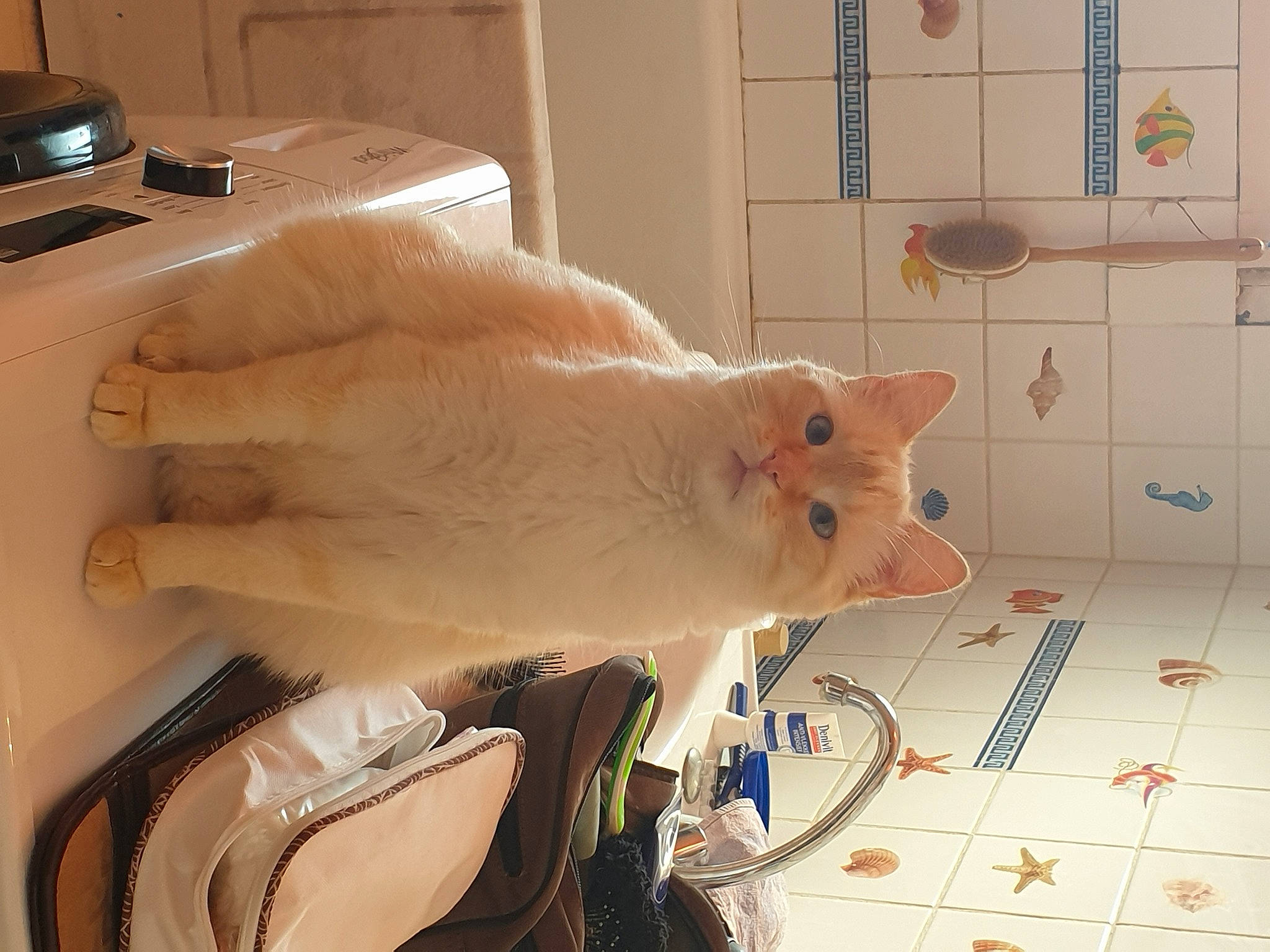 White a rejoint le concours — aidez-le/la à gagner de superbes lots ! cat, ear, fawn, felidae, fur, small_to_medium_sized_cats, snout, whiskers