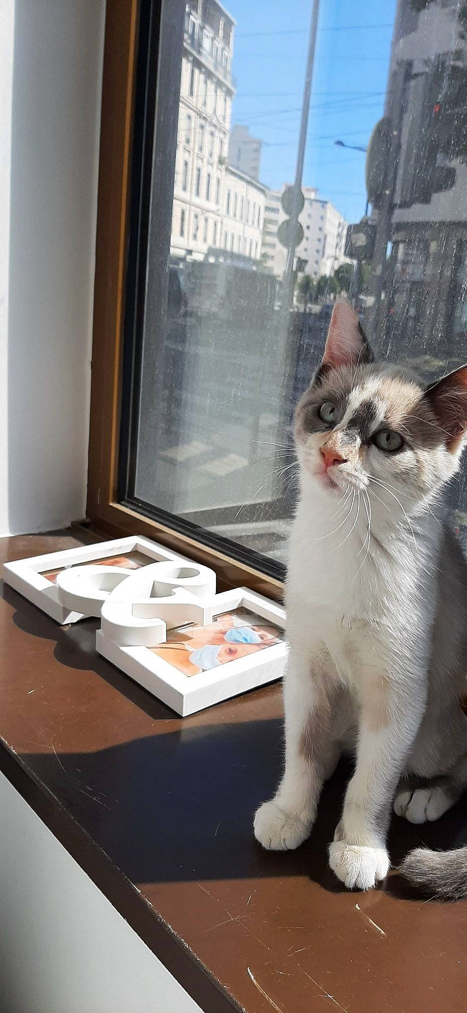 Vanille participe au concours pour gagner de l'argent avec cette photo : building, carnivore, cat, comfort, domestic_short_haired_cat, felidae, fixture, fur, hardwood, paw, publication, sky, small_to_medium_sized_cats, snout, table, tail, whiskers, window, wood