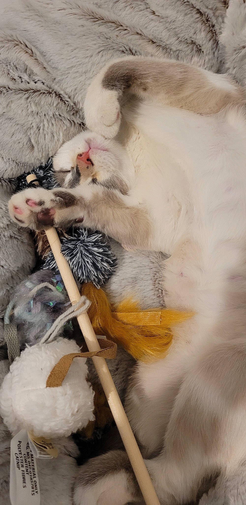 Vanille a rejoint le concours — aidez-le/la à gagner de superbes lots ! art, canidae, carnivore, fang, fawn, felidae, fur, japanese_macaque, macaque, natural_material, paw, primate, rhesus_macaque, small_to_medium_sized_cats, smoke, tail, terrestrial_animal, twig, whiskers, wildlife