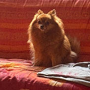 Raven a rejoint le concours — aidez-le/la à gagner de superbes lots ! dog, pomeranian, small_dog, fluffy, brown_fur, couch, blanket, indoor, pet, sitting, portrait, window_light, home_interior, cozy, sofa, upholstery, tail, furniture, domestic, calm