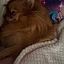 Raven participe au concours pour gagner de l'argent avec cette photo : dog, pomeranian, pet, fluffy, furry, blanket, bedding, pillow, sleeping, resting, cute, brown, cozy, indoors, closeup, bed, animal, fur, snuggle, small_dog
