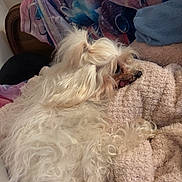 Gaufrette a rejoint le concours — aidez-le/la à gagner de superbes lots ! dog, small_dog, white_fur, long_hair, curly_fur, pet, sleeping, tongue_out, blanket, bed, cozy, indoor, cushion, pillow, headboard, resting, closeup, mammal, companion, fur