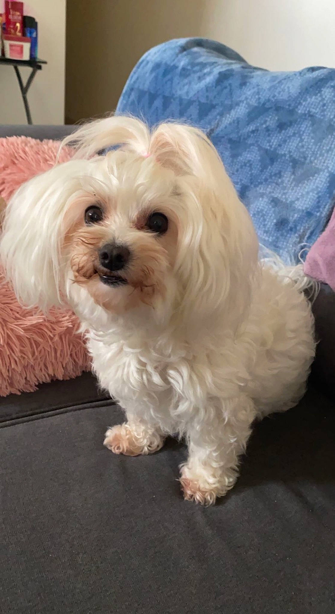 Gaufrette participe au concours pour gagner de l'argent avec cette photo : canidae, carnivore, companion_dog, dog, dog_breed, dog_supply, fur, maltepoo, natural_material, non_sporting_group, shih_poo, small_terrier, snout, sporting_group, terrier, toy_dog, working_animal, yorkipoo