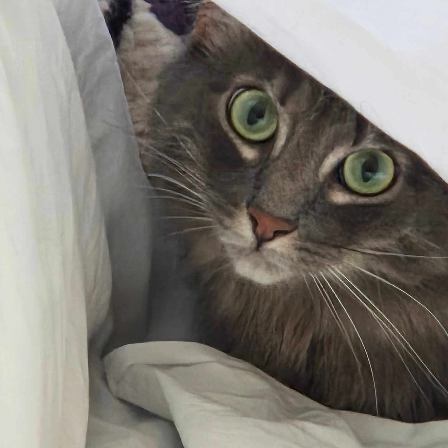 Fuzzbutt is registered to the contest to win money with this photo: animal, bed, blanket, cat, closeup, cozy, curious, cute, feline, fur, gray_cat, green_eyes, hidden, indoor, peeking, pet, resting, sheets, soft, whiskers