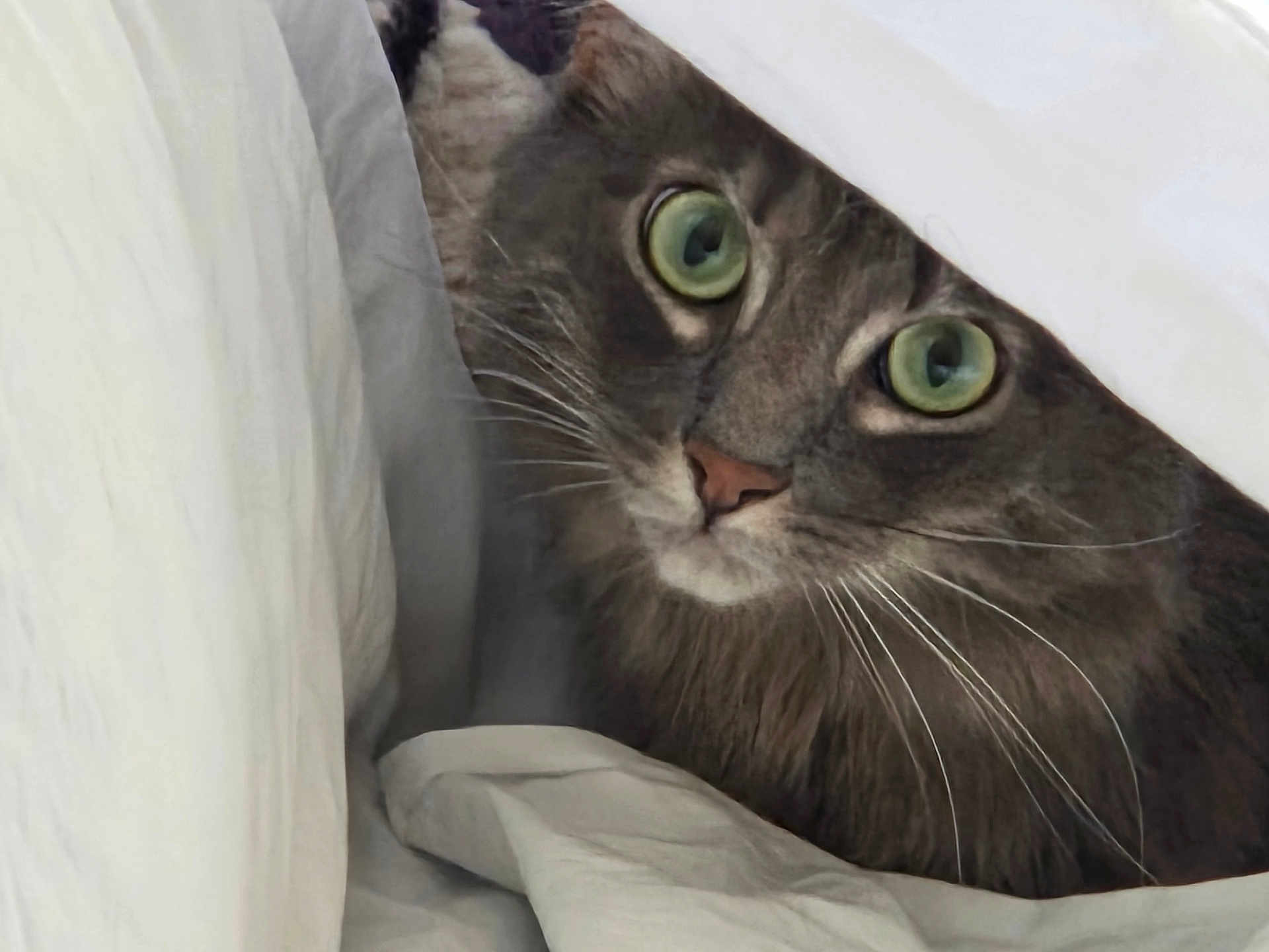 Fuzzbutt is registered to the contest to win money with this photo: cat, gray_cat, green_eyes, whiskers, peeking, bed, sheets, blanket, cozy, indoor, curious, pet, feline, fur, closeup, animal, resting, hidden, soft, cute