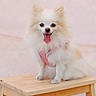 dog, pomeranian, small_dog, fluffy, pet, pink_harness, wooden_stool, tongue_out, happy, sitting, indoor, light_background, cute, animal, companion, fur, canine, domestic_animal, portrait, smile