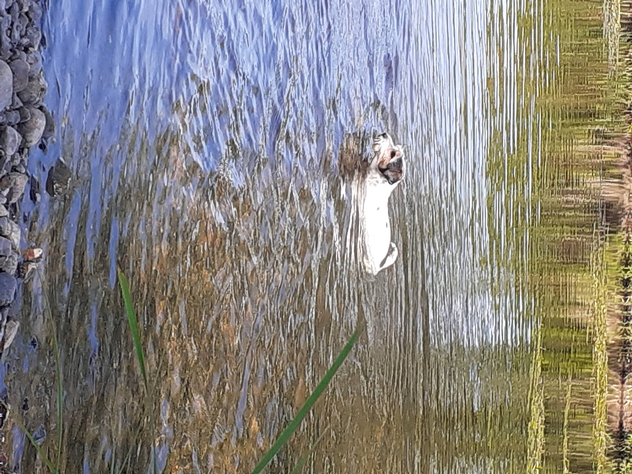 Chipie participe au concours pour gagner de l'argent avec cette photo : bank, beak, carnivore, dog, freshwater_marsh, grass, grass_family, lake, natural_landscape, plant, reflection, sporting_group, tidal_marsh, water, water_bird, water_resources, watercourse, wetland, wood, working_animal