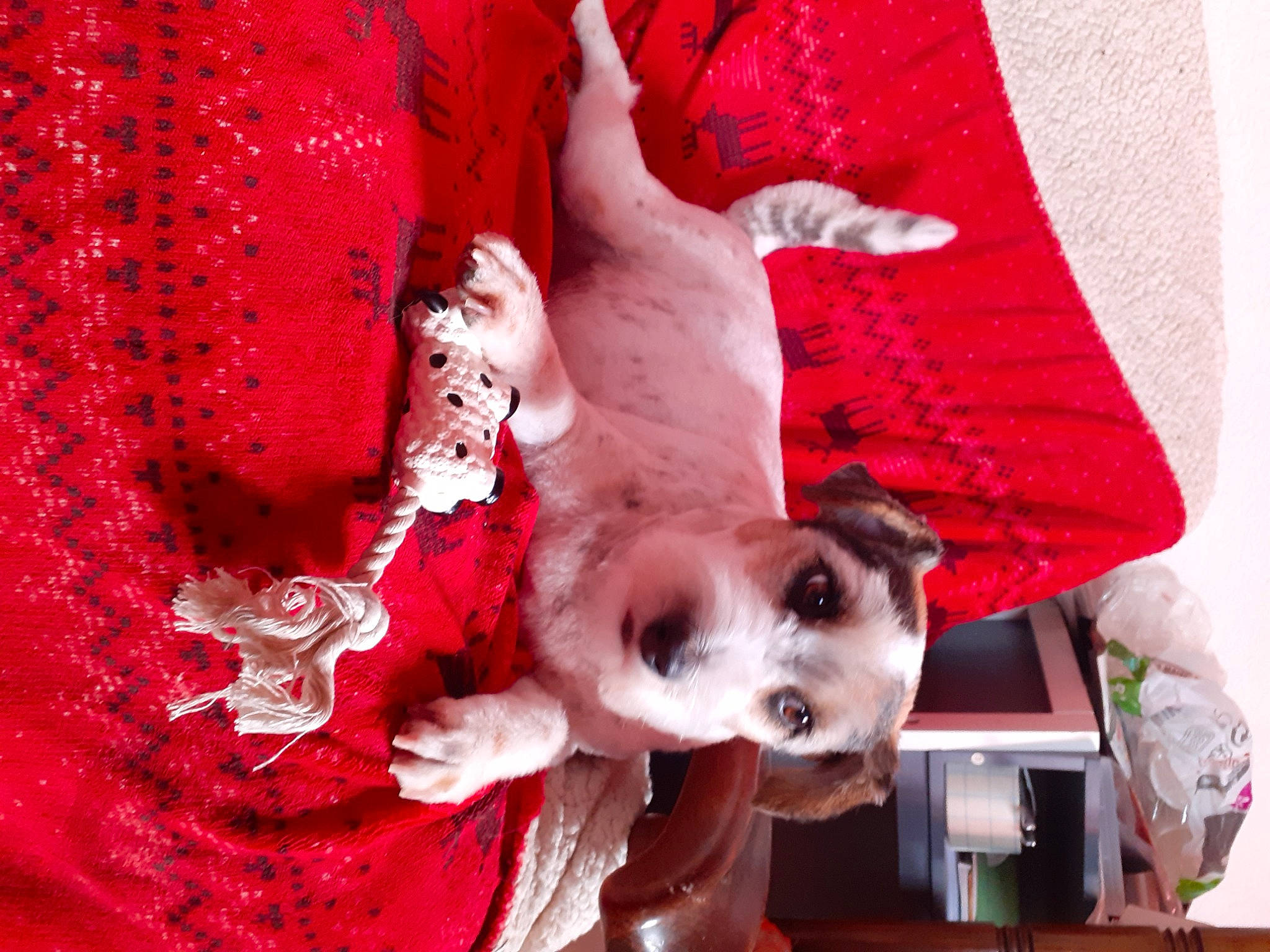 Chipie participe au concours pour gagner de l'argent avec cette photo : canidae, carmine, carnivore, companion_dog, dog, dog_breed, dog_supply, fawn, flesh, fur, happy, magenta, non_sporting_group, pattern, pink, red, snout, sporting_group, sunglasses, toy_dog