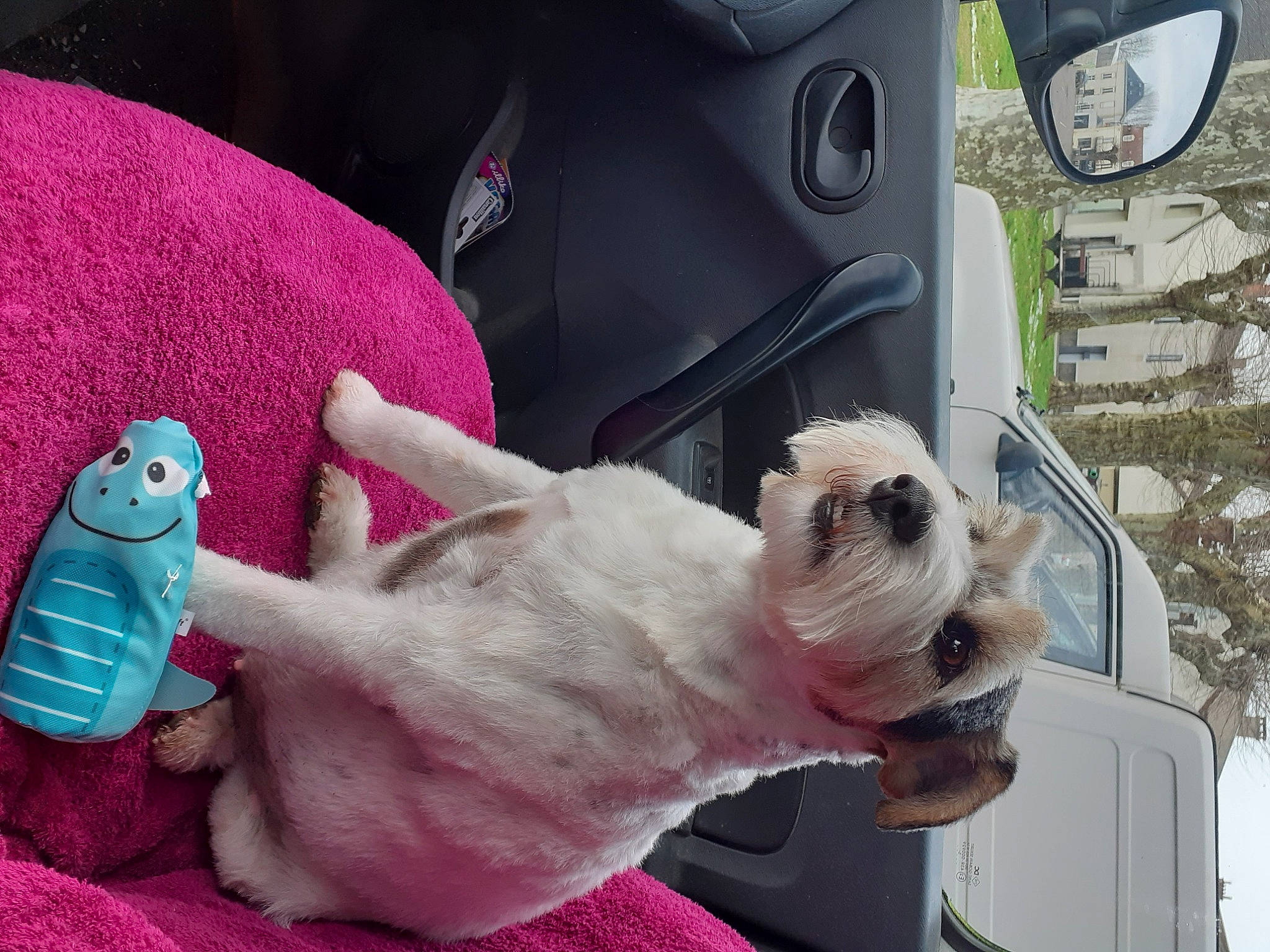 Chipie a rejoint le concours — aidez-le/la à gagner de superbes lots ! bulldog, car, car_seat_cover, carnivore, collar, comfort, companion_dog, dog, dog_breed, dog_collar, fawn, mammal, stuffed_toy, toy, vehicle, vehicle_door, vertebrate, whiskers, white, wrinkle