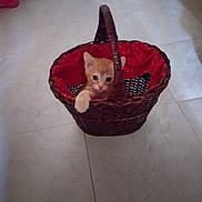 Gabriel a rejoint le concours — aidez-le/la à gagner de superbes lots ! kitten, cat, basket, red_fabric, floor, tile, pet, animal, cute, small, orange_cat, indoor, playful, feline, young, domestic_animal, woven_basket, paw, curious, pet_basket