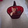 kitten, cat, basket, red_fabric, floor, tile, pet, animal, cute, small, orange_cat, indoor, playful, feline, young, domestic_animal, woven_basket, paw, curious, pet_basket