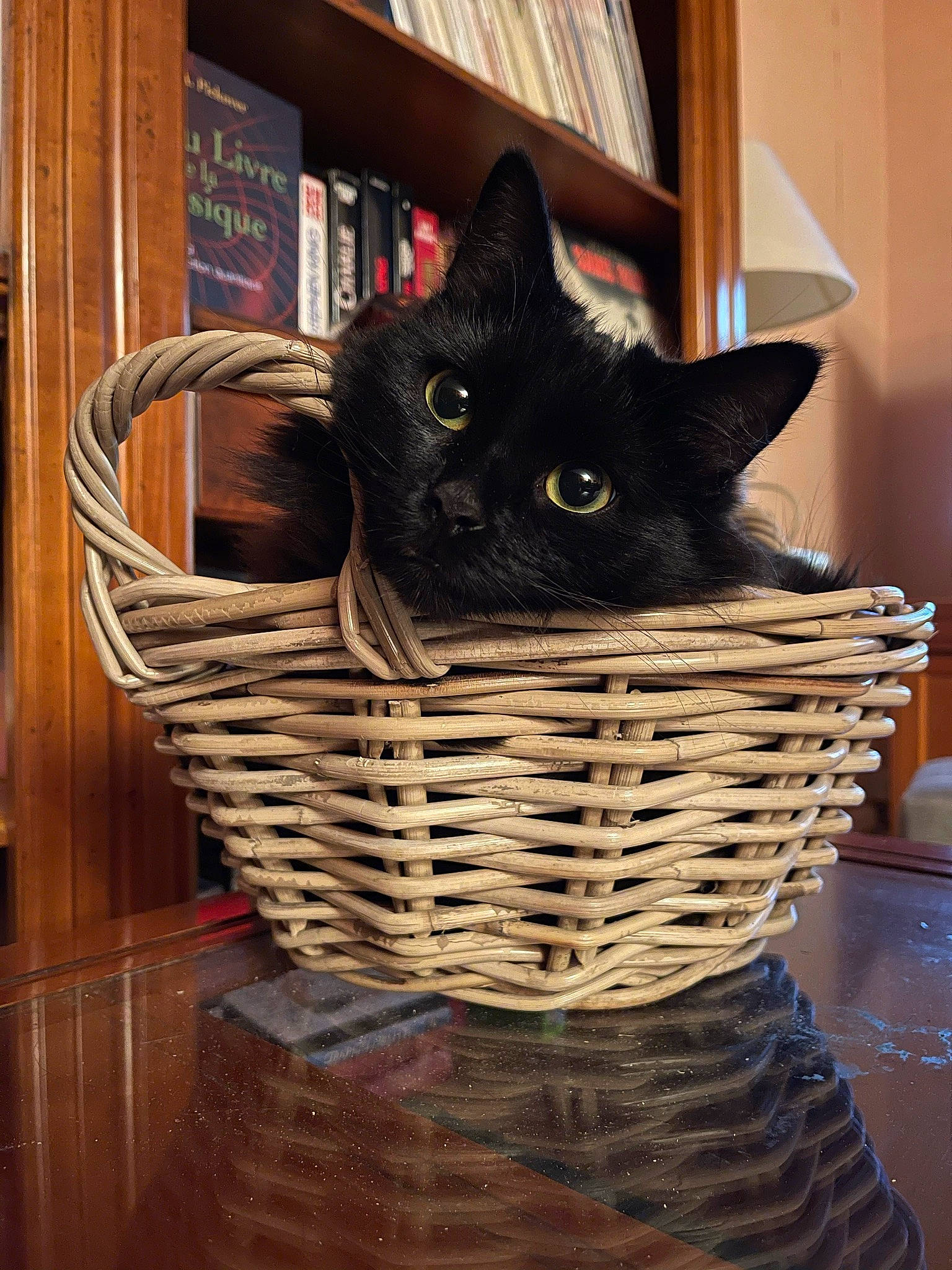 Chips a rejoint le concours — aidez-le/la à gagner de superbes lots ! basket, black_cat, bombay, bookcase, carnivore, cat, cat_supply, domestic_short_haired_cat, felidae, fur, hardwood, mammal, pet_supply, room, shelf, small_to_medium_sized_cats, storage_basket, whiskers, wicker, wood