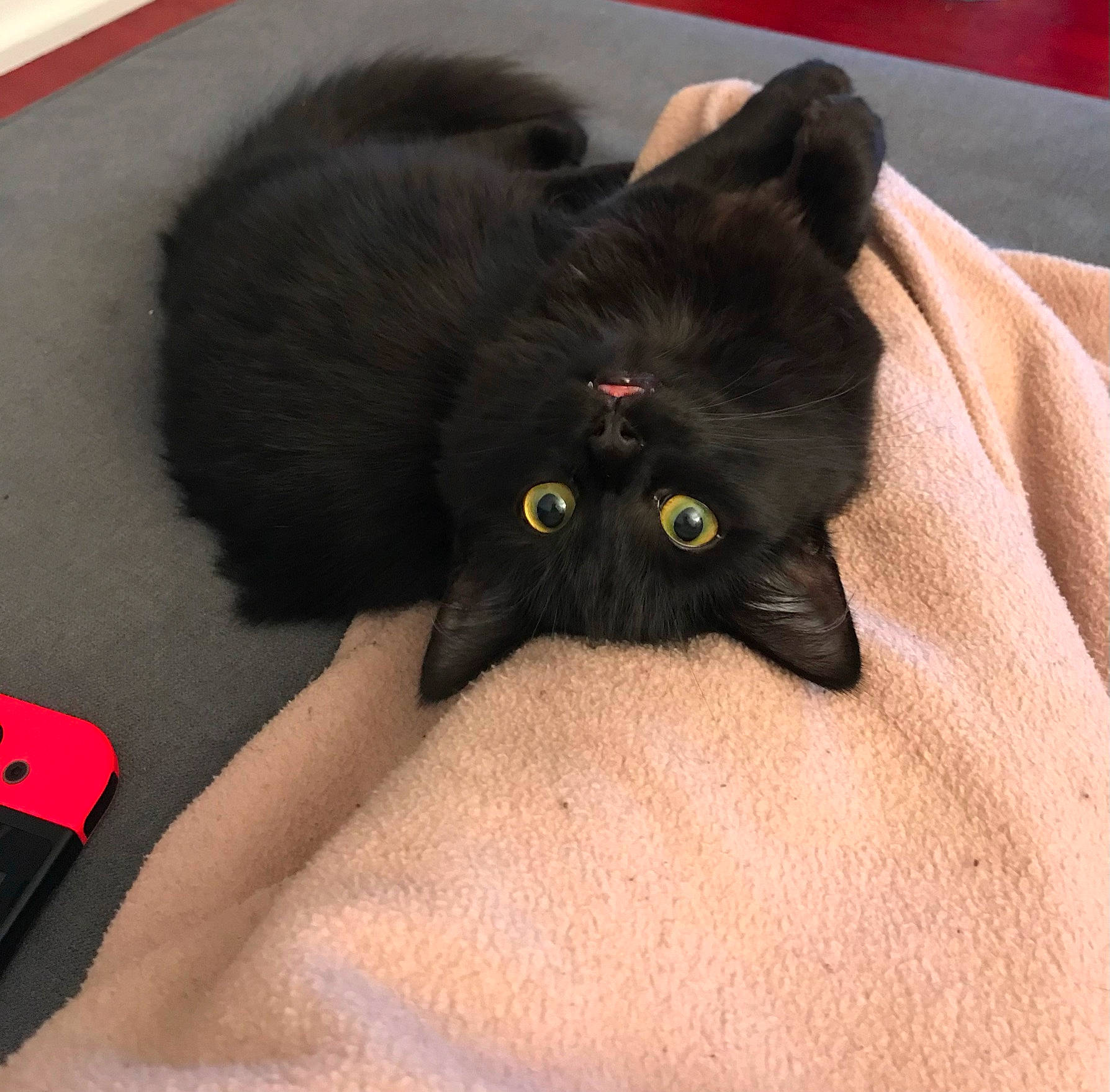 Chips a rejoint le concours — aidez-le/la à gagner de superbes lots ! black_cat, bombay, carnivore, cat, chair, claw, comfort, domestic_short_haired_cat, eye, felidae, fur, paw, sitting, small_to_medium_sized_cats, snout, tail, terrestrial_animal, whiskers