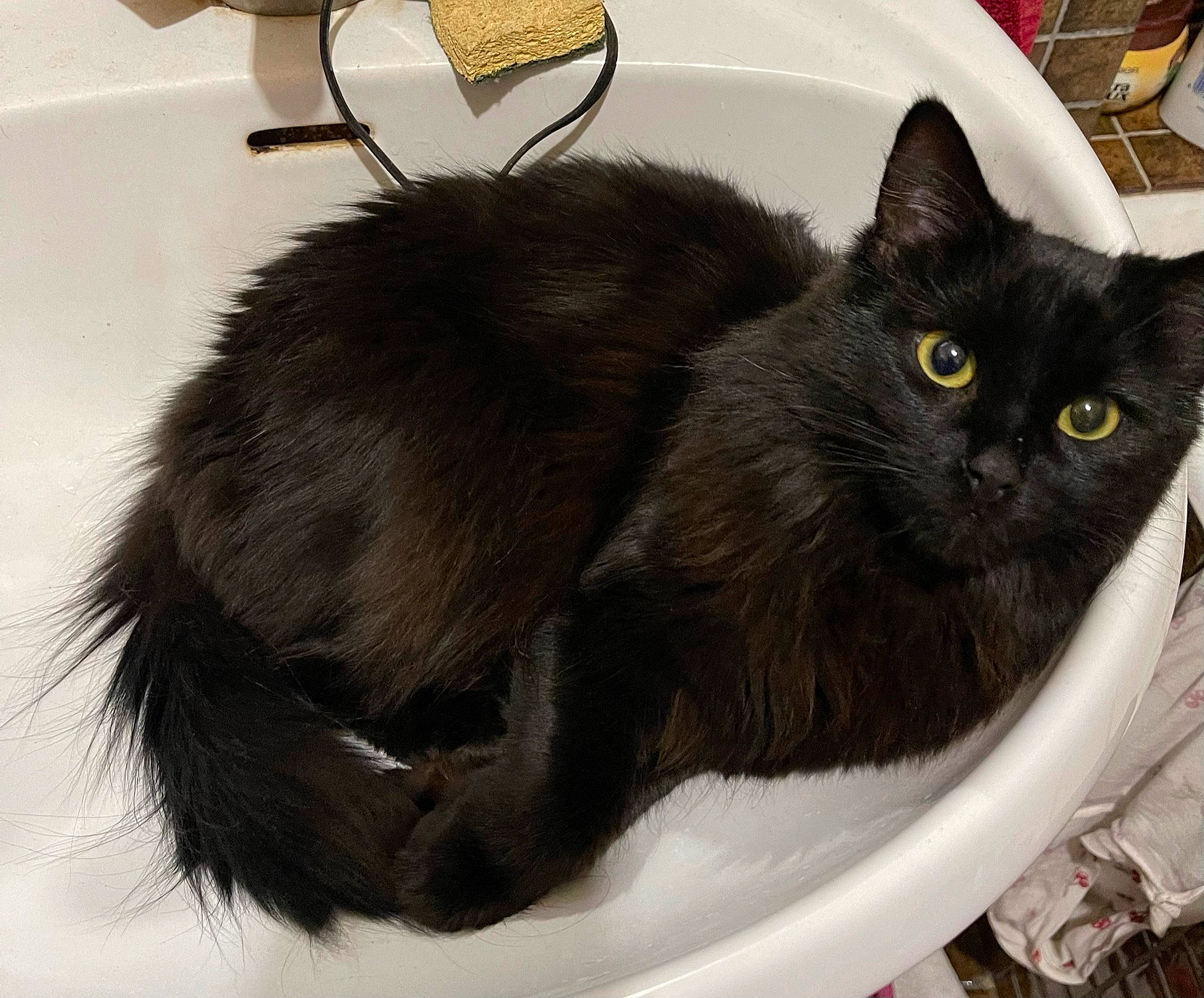 Chips participe au concours pour gagner de l'argent avec cette photo : black_cat, bombay, box, carnivore, cat, cat_furniture, cat_supply, claw, comfort, domestic_short_haired_cat, felidae, fur, paw, sitting, small_to_medium_sized_cats, snout, tail, terrestrial_animal, whiskers, window