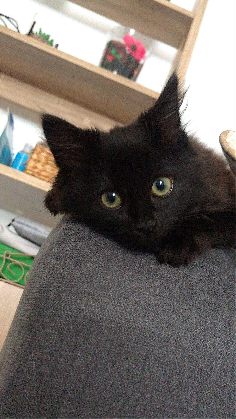 Chips a rejoint le concours — aidez-le/la à gagner de superbes lots ! black_cat, bombay, box, carnivore, cat, comfort, domestic_short_haired_cat, felidae, fur, small_to_medium_sized_cats, snout, tail, whiskers