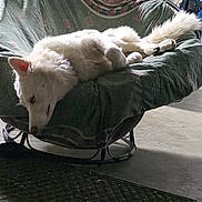 Apollo joined the competition — help win amazing prizes! blanket, carpet, casual, cushioned_chair, dog, floor, fur, furniture, glasses, home, indoor, living_room, motorcycle, person, pet, relaxed, seated, tail, white_dog, window
