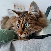 Minerva a rejoint le concours — aidez-le/la à gagner de superbes lots ! cat, tabby, close_up, green_eyes, whiskers, furry, indoor, resting, soft_surface, blurred_background, ears, nose, portrait, pet, animal, cute, feline, relaxed, side_profile, focus