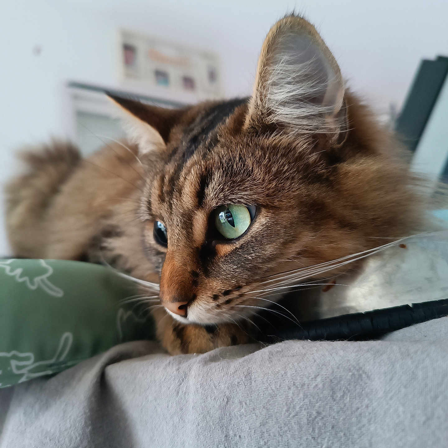 Minerva a rejoint le concours — aidez-le/la à gagner de superbes lots ! animal, blurred_background, cat, close_up, cute, ears, feline, focus, furry, green_eyes, indoor, nose, pet, portrait, relaxed, resting, side_profile, soft_surface, tabby, whiskers