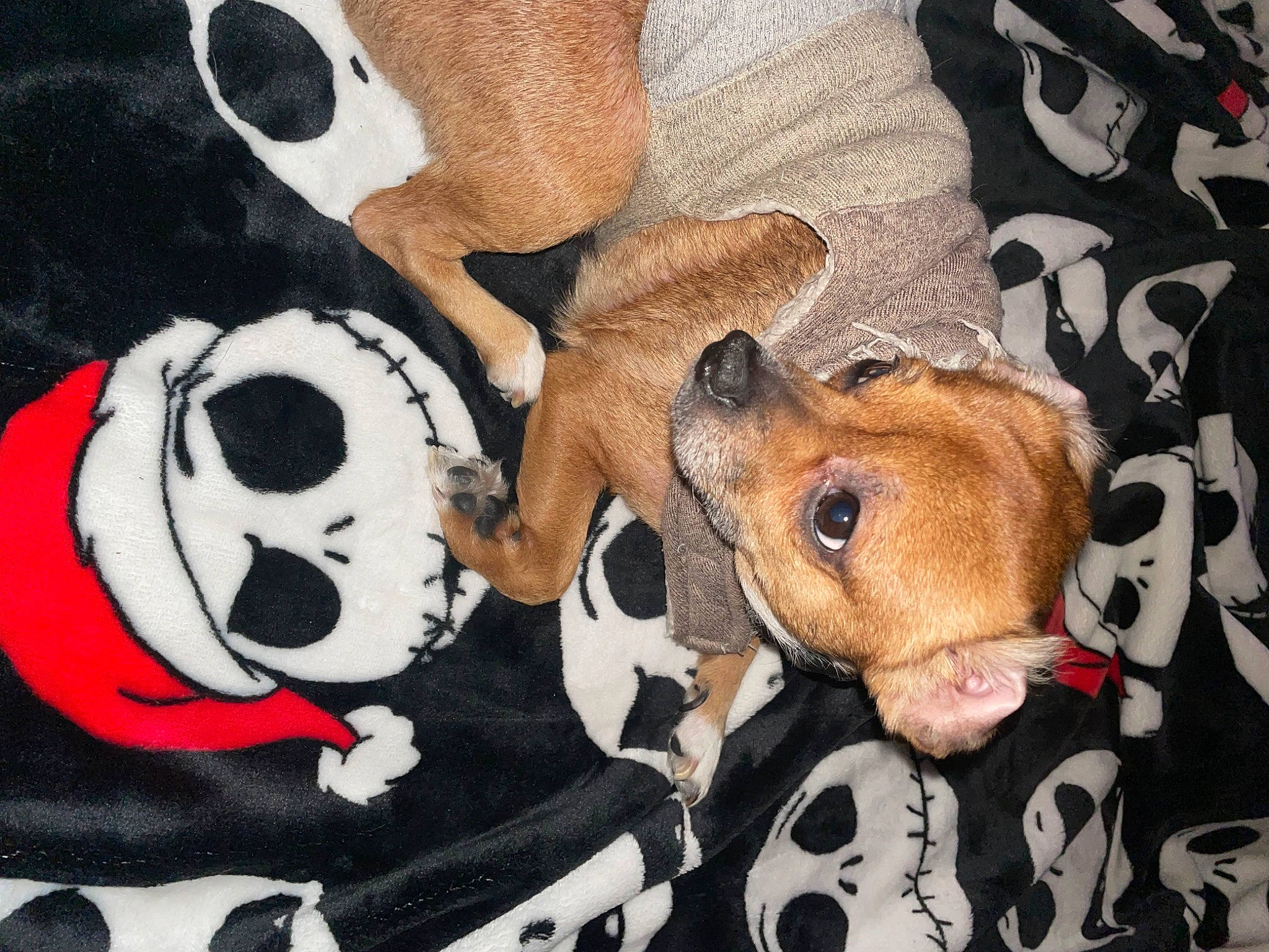 Sophia is registered to the contest to win money with this photo: art, bag, canidae, carmine, carnivore, companion_dog, dog, dog_breed, dog_supply, fawn, fur, hat, plush, snout, sporting_group, stuffed_toy, sunglasses, terrestrial_animal, toy, working_animal