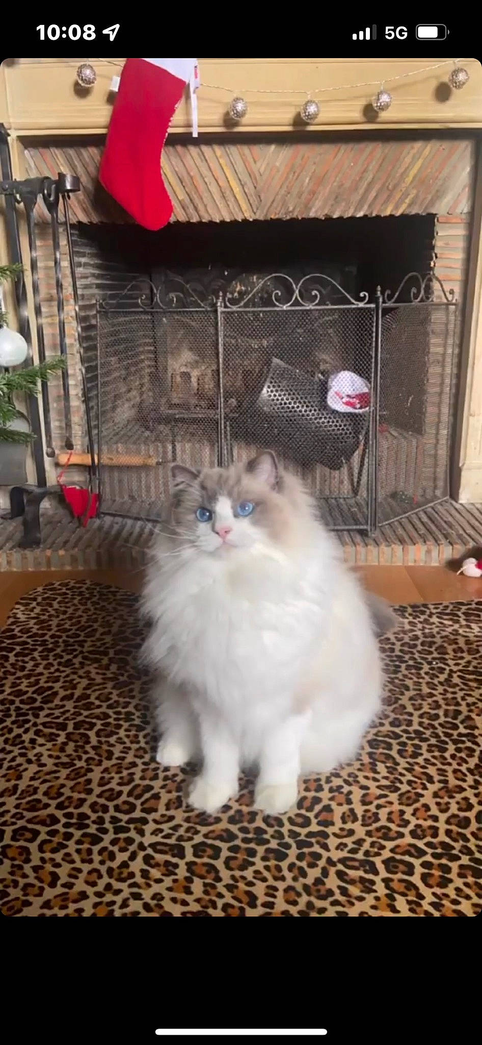 Roméo participe au concours pour gagner de l'argent avec cette photo : british_longhair, carnivore, cat, fawn, felidae, flooring, flowerpot, fur, hardwood, houseplant, paw, ragdoll, sitting, small_to_medium_sized_cats, snout, tail, terrestrial_animal, whiskers, wood