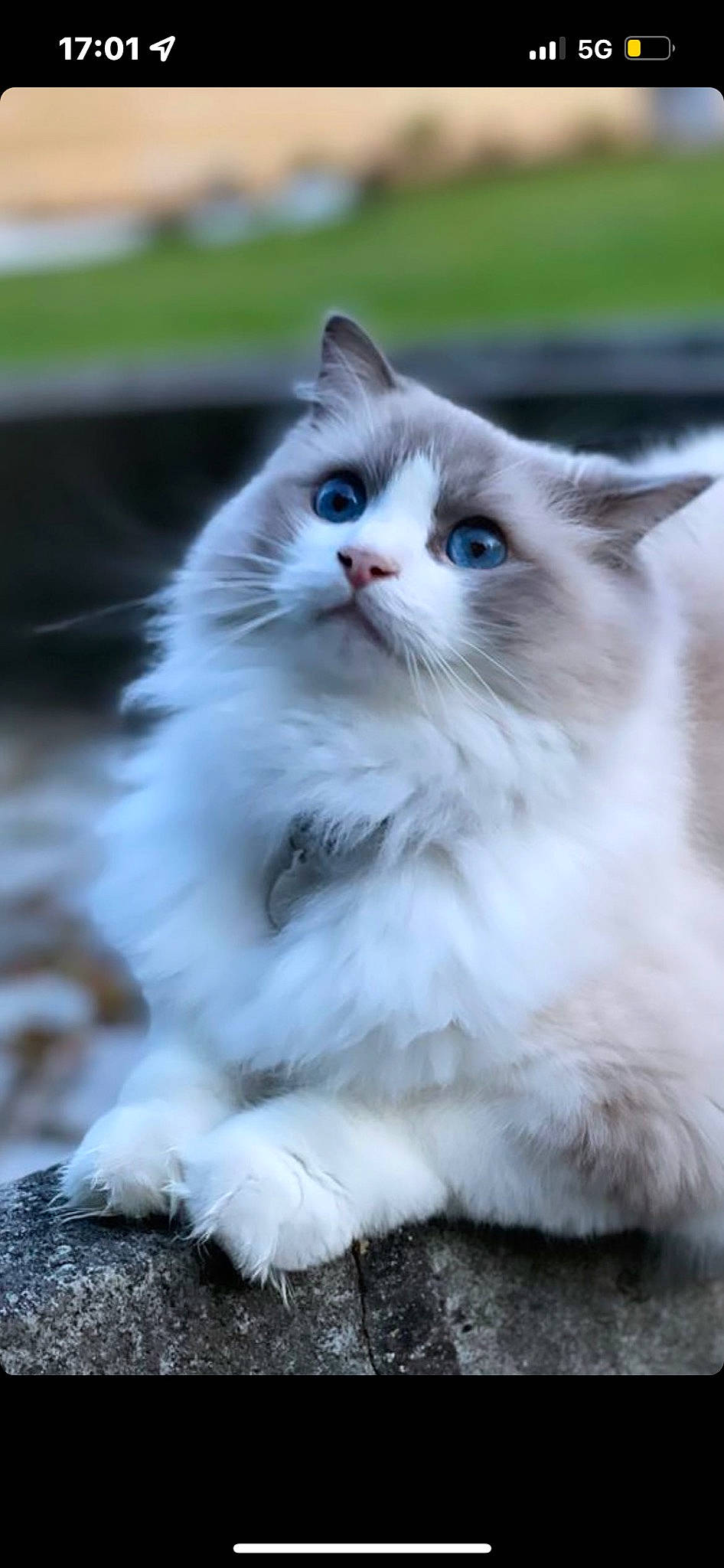 Roméo a rejoint le concours — aidez-le/la à gagner de superbes lots ! carnivore, cat, felidae, fur, ragdoll, sitting, small_to_medium_sized_cats, snout, tail, terrestrial_animal, whiskers