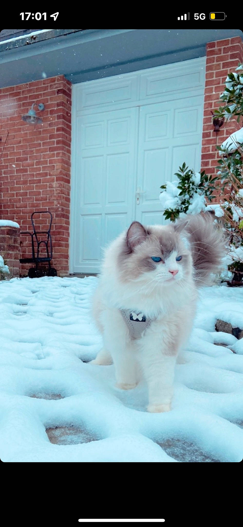 Roméo a rejoint le concours — aidez-le/la à gagner de superbes lots ! brick, brickwork, carnivore, cat, door, event, fawn, felidae, freezing, fur, plant, ragdoll, sitting, small_to_medium_sized_cats, snout, snow, tail, whiskers, window, winter