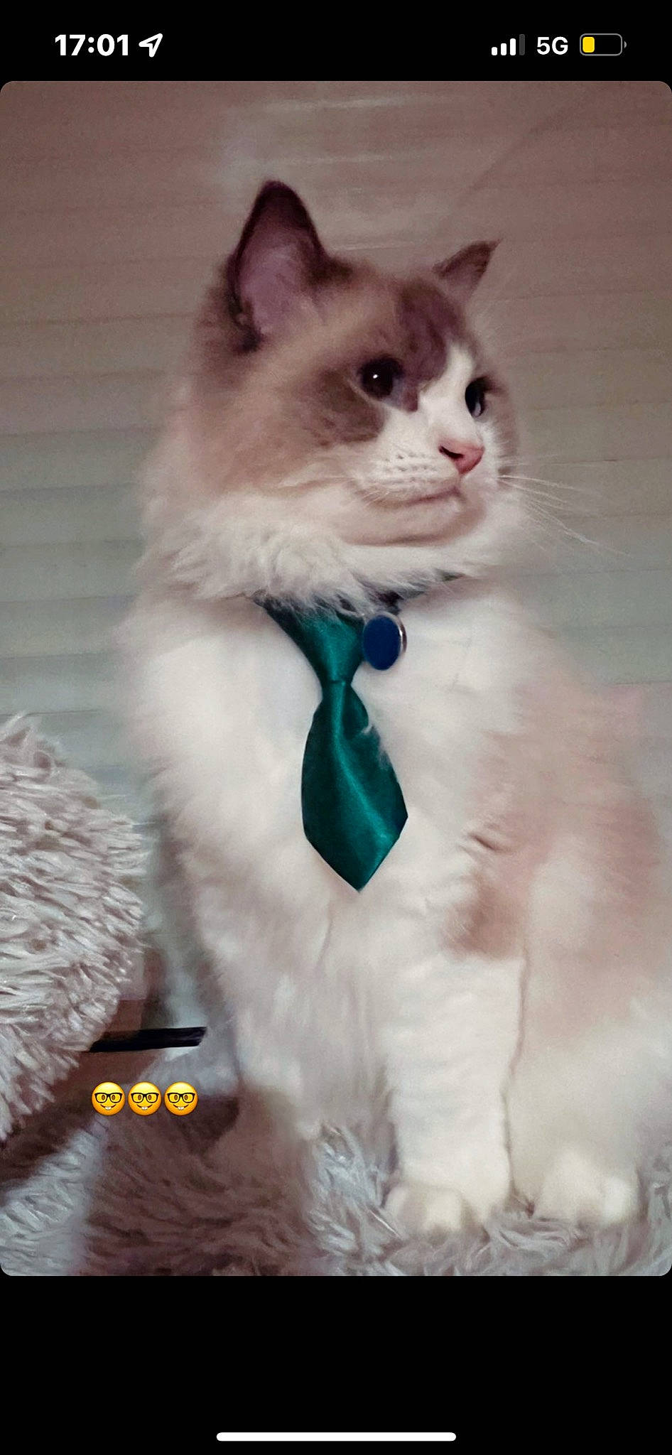 Roméo participe au concours pour gagner de l'argent avec cette photo : art, british_longhair, carnivore, cat, claw, collar, domestic_short_haired_cat, event, fawn, felidae, fur, paw, ragdoll, sitting, small_to_medium_sized_cats, tail, whiskers