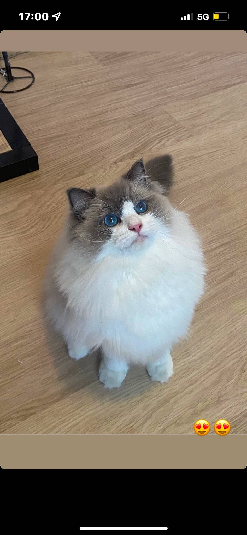 Roméo participe au concours pour gagner de l'argent avec cette photo : art, british_longhair, carnivore, cat, felidae, flooring, fur, hardwood, iris, laminate_flooring, paw, sitting, small_to_medium_sized_cats, snout, tail, varnish, whiskers, wood, wood_flooring, wood_stain