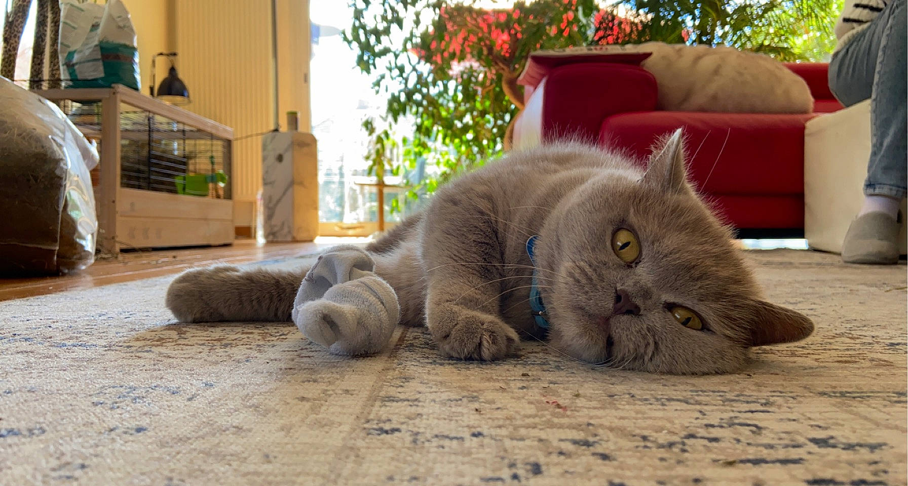 Guimauve a rejoint le concours — aidez-le/la à gagner de superbes lots ! carnivore, cat, comfort, domestic_short_haired_cat, fawn, felidae, flooring, fur, grass, grey, hardwood, mammal, plant, small_to_medium_sized_cats, snout, tail, terrestrial_animal, vertebrate, whiskers, wood