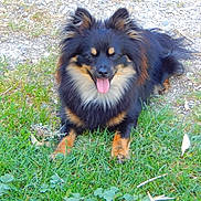 Viking participe au concours pour gagner de l'argent avec cette photo : animal, black, canine, dog, fluffy, fur, grass, ground, happy, lying_down, nature, outdoor, pet, playful, relaxed, small_dog, smiling, sunlight, tan, tongue_out