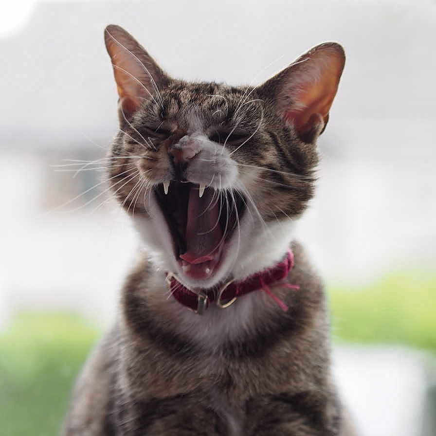 Bella is registered to the contest to win money with this photo: