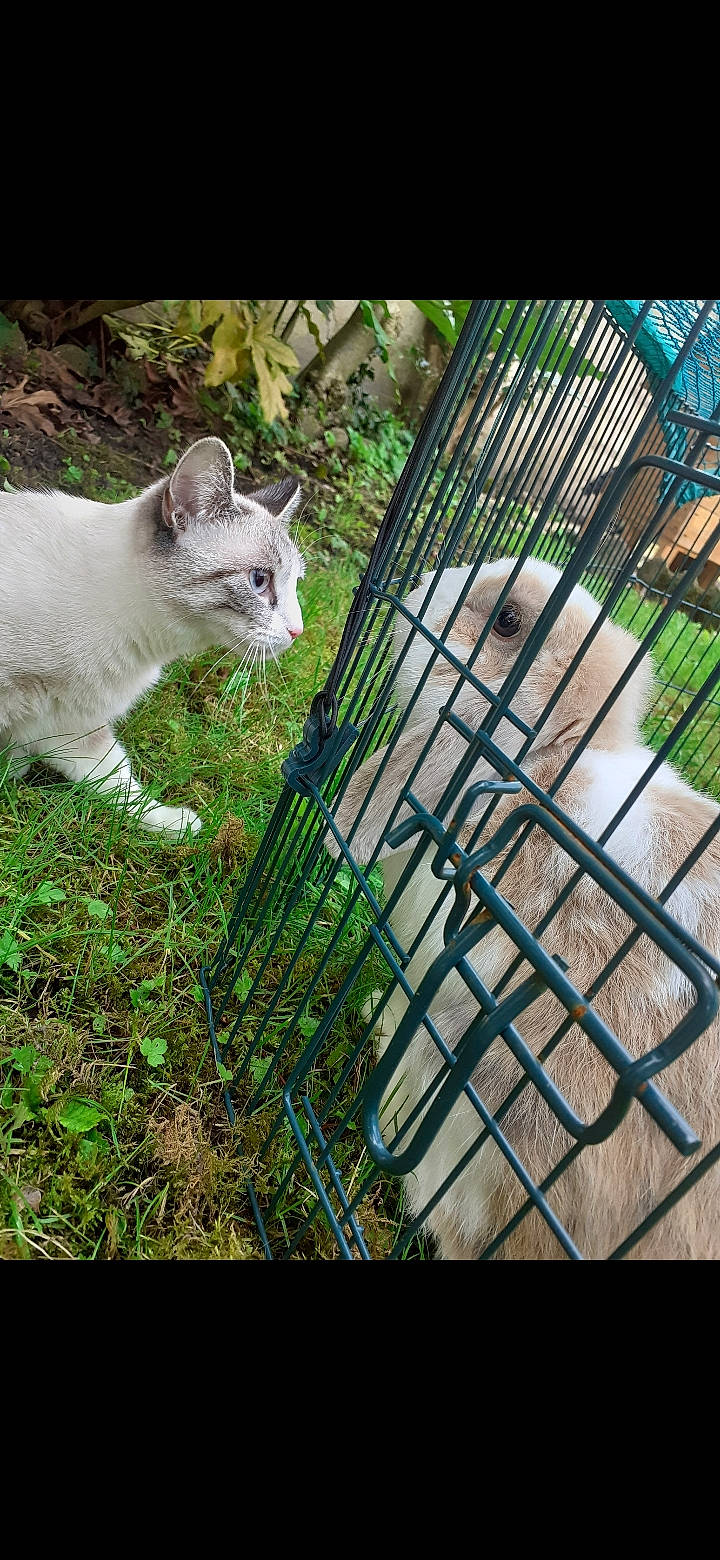 Alba a rejoint le concours — aidez-le/la à gagner de superbes lots ! animal_shelter, carnivore, cat, domestic_short_haired_cat, fawn, felidae, fur, grass, groundcover, line, mesh, pet_supply, plant, small_animal_food, small_to_medium_sized_cats, snout, tail, terrestrial_animal, whiskers, wildlife