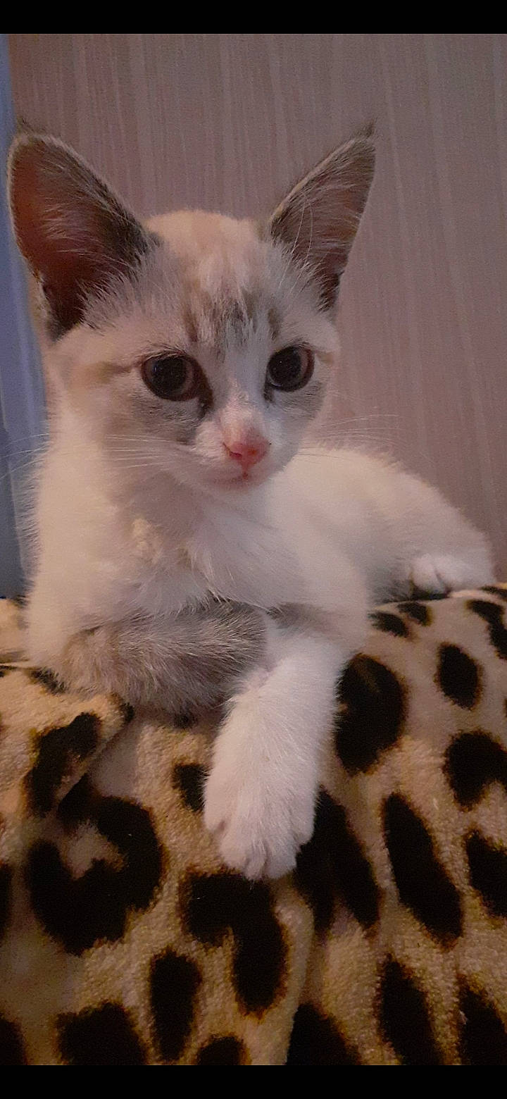 Alba participe au concours pour gagner de l'argent avec cette photo : carnivore, cat, comfort, domestic_short_haired_cat, ear, felidae, fur, iris, natural_material, pattern, paw, small_to_medium_sized_cats, snout, tail, terrestrial_animal, whiskers