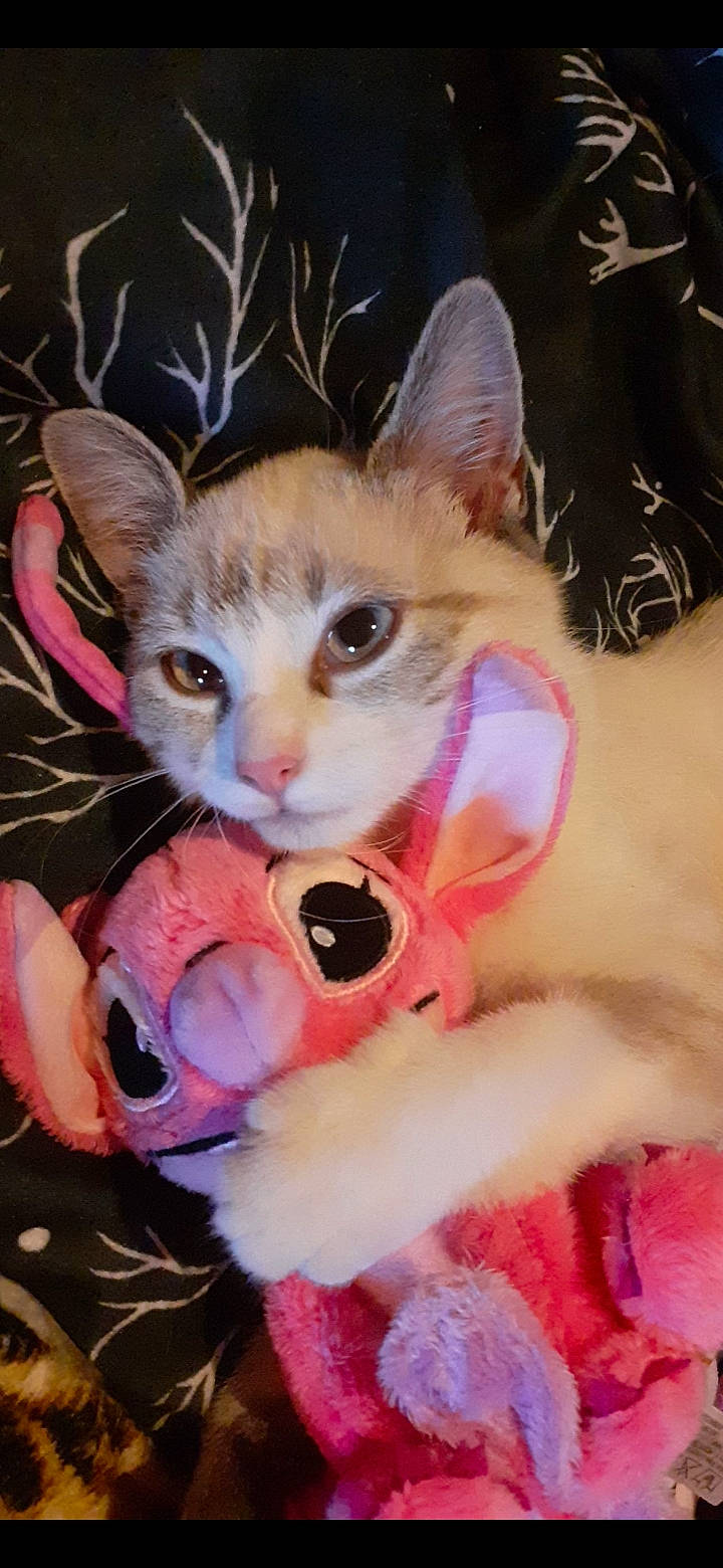Alba participe au concours pour gagner de l'argent avec cette photo : carnivore, cat, claw, companion_dog, domestic_short_haired_cat, fawn, felidae, fur, lap, magenta, paw, photo_caption, pink, plush, small_to_medium_sized_cats, snout, stuffed_toy, tail, toy, whiskers