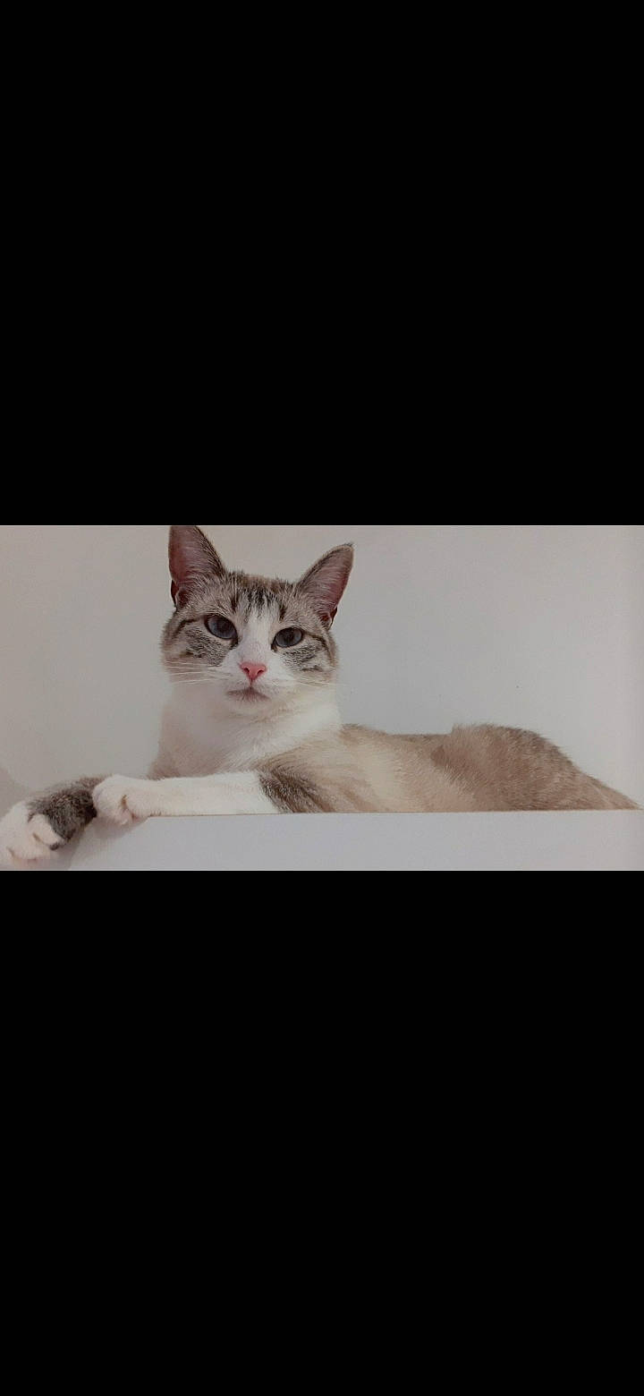 Alba participe au concours pour gagner de l'argent avec cette photo : carnivore, cat, comfort, domestic_short_haired_cat, felidae, font, fur, paw, photo_caption, small_to_medium_sized_cats, snout, tail, whiskers, wood