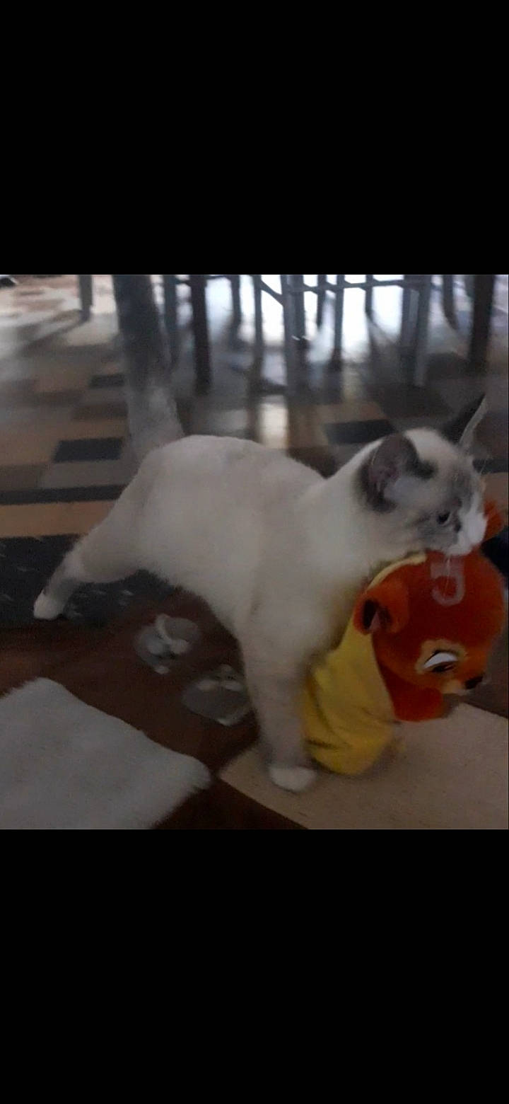 Alba participe au concours pour gagner de l'argent avec cette photo : carnivore, cat, comfort, companion_dog, domestic_short_haired_cat, fawn, felidae, flooring, fur, mammal, paw, photo_caption, rabbit, rabbits_and_hares, small_to_medium_sized_cats, snout, tail, whiskers