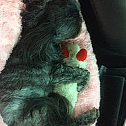 Kya joined the competition — help win amazing prizes! beard, car_seat, car_seat_cover, comfort, companion_dog, dog_breed, dress, eyewear, family_car, fur, gesture, hair, hand, nail, plush, stuffed_toy, sunglasses, tail, toy, wool