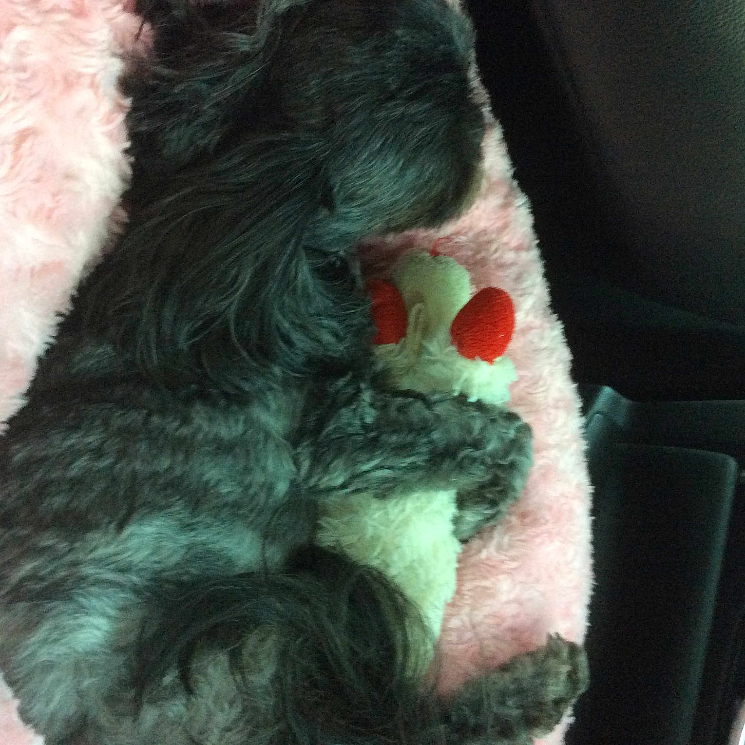 Kya joined the competition — help win amazing prizes! beard, car_seat, car_seat_cover, comfort, companion_dog, dog_breed, dress, eyewear, family_car, fur, gesture, hair, hand, nail, plush, stuffed_toy, sunglasses, tail, toy, wool