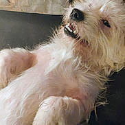 animal, canine, dog, pet, whitedog, terrier, puppy, poodle, bodypart, mouth, person, affenpinscher, cockerspaniel, teeth, eskimodog, couch, furniture
