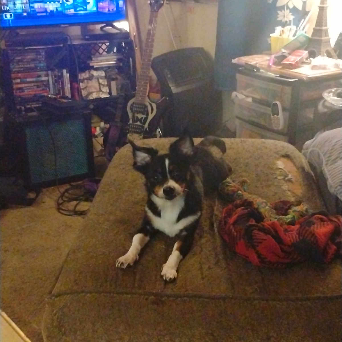 Saturn Moon joined the competition — help win amazing prizes! animal, architecture, building, canine, computerhardware, couch, cushion, dog, electronics, furniture, hardware, homedecor, indoors, livingroom, monitor, pet, puppy, room, screen, tv