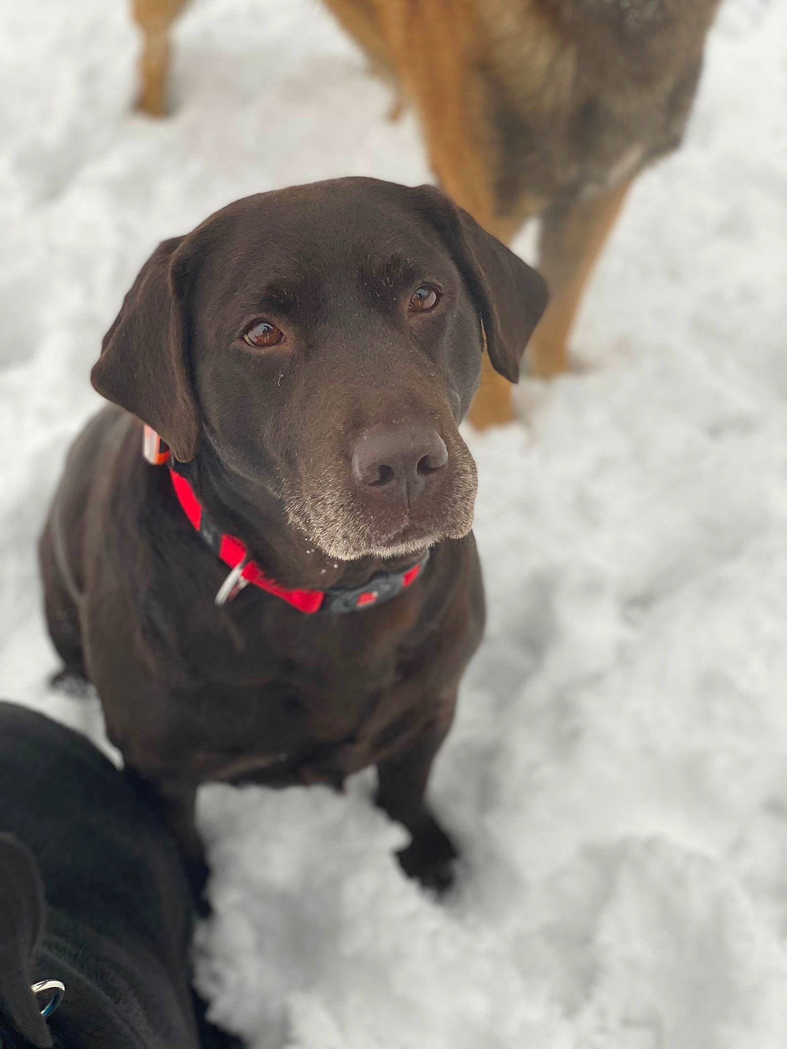 Sahry a rejoint le concours — aidez-le/la à gagner de superbes lots ! borador, carnivore, collar, companion_dog, dog, dog_breed, dog_collar, dog_supply, freezing, fur, gun_dog, liver, pet_supply, retriever, snout, snow, sporting_group, whiskers, winter, working_animal