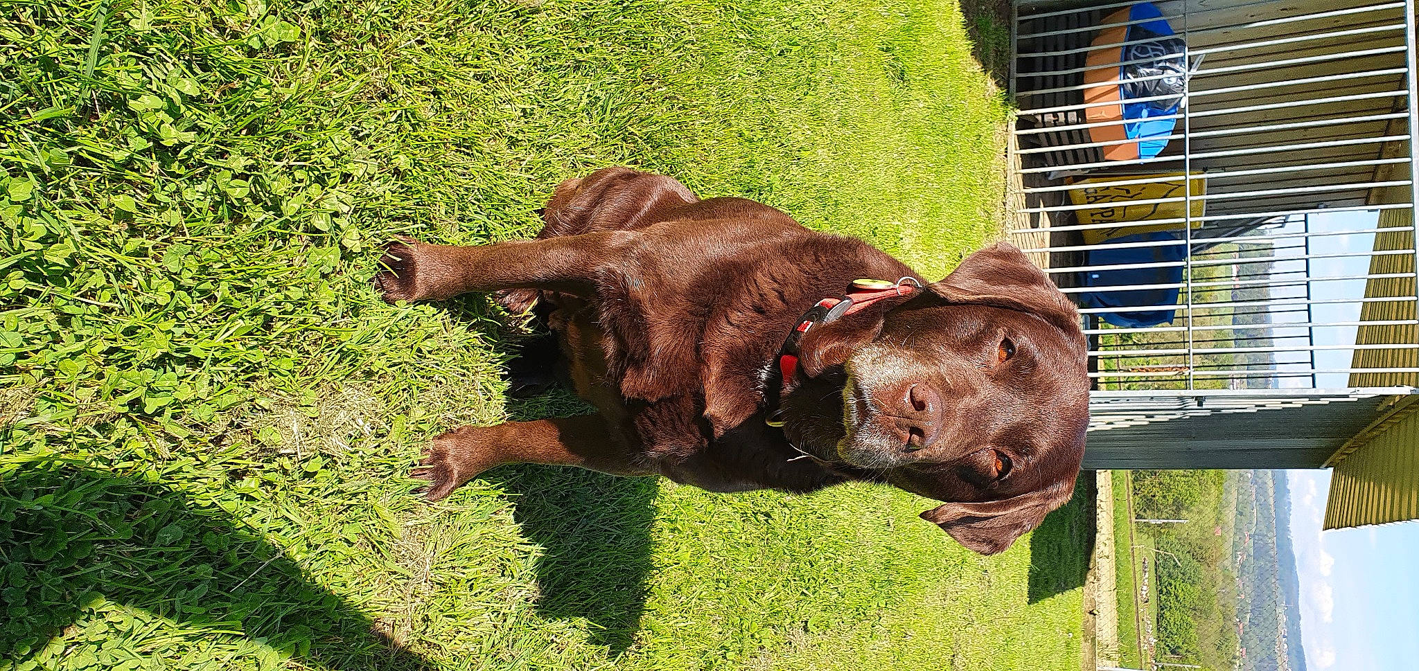 Sahry a rejoint le concours — aidez-le/la à gagner de superbes lots ! canidae, carnivore, companion_dog, dog, dog_breed, dog_supply, fawn, grass, grassland, groundcover, guard_dog, liver, pasture, pet_supply, plant, sporting_group, tail, terrestrial_animal, working_animal, wrinkle