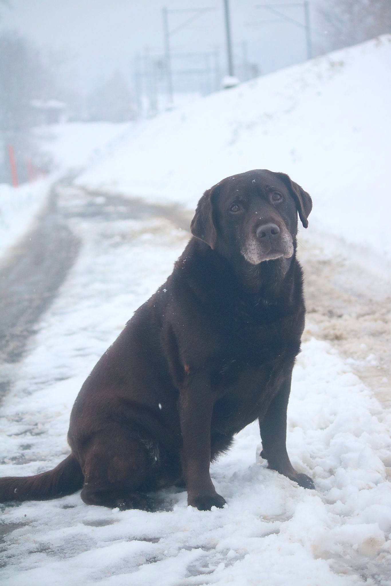 Sahry a rejoint le concours — aidez-le/la à gagner de superbes lots ! borador, carnivore, collar, companion_dog, dog, dog_breed, dog_collar, event, freezing, fur, guard_dog, gun_dog, labrador_retriever, liver, retriever, snow, sporting_group, tail, winter, working_animal