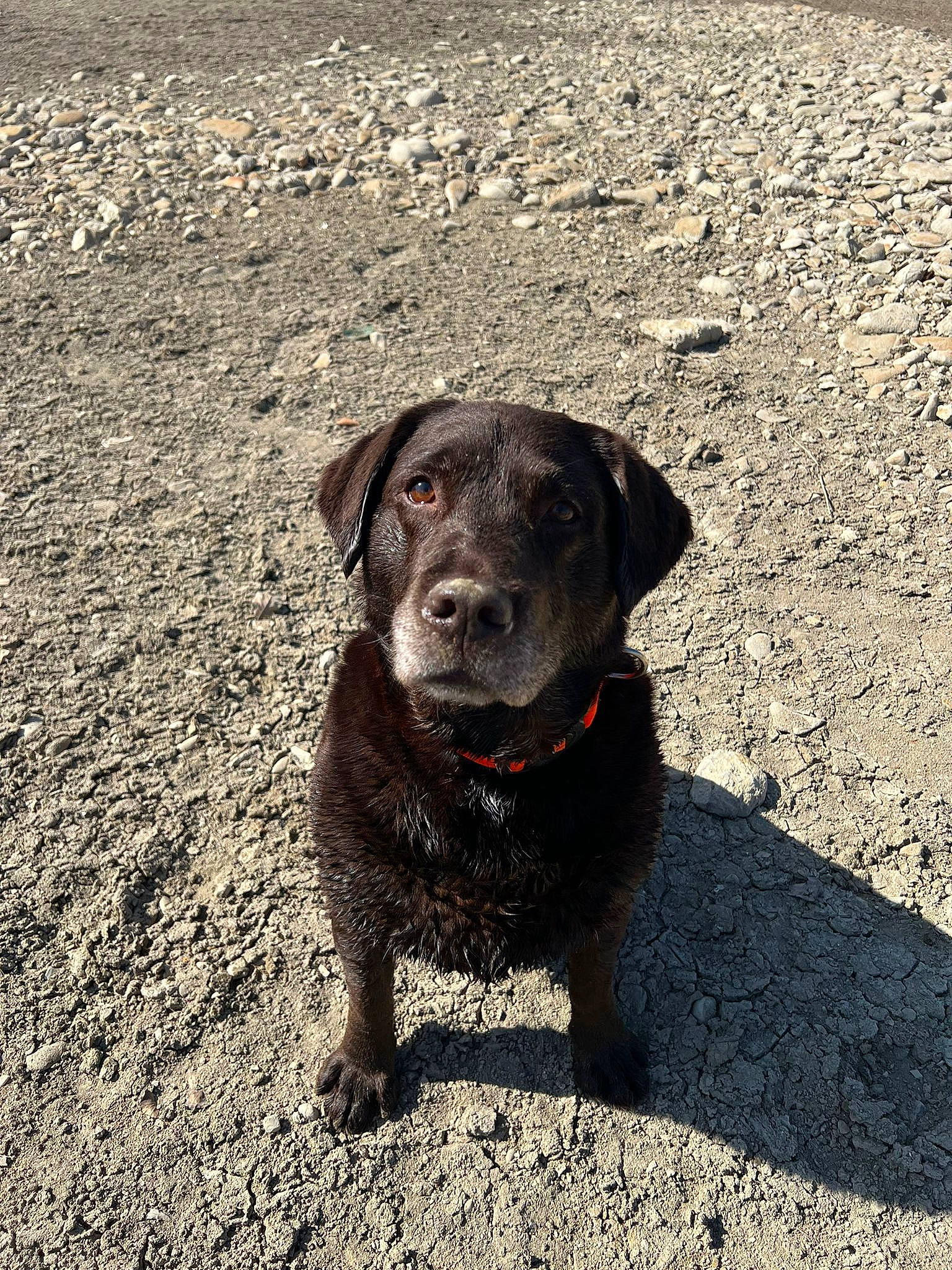 Sahry a rejoint le concours — aidez-le/la à gagner de superbes lots ! asphalt, borador, carnivore, collar, companion_dog, dog, dog_breed, dog_collar, fur, gun_dog, leash, liver, retriever, road_surface, soil, tail, tar, terrestrial_animal, whiskers, working_animal