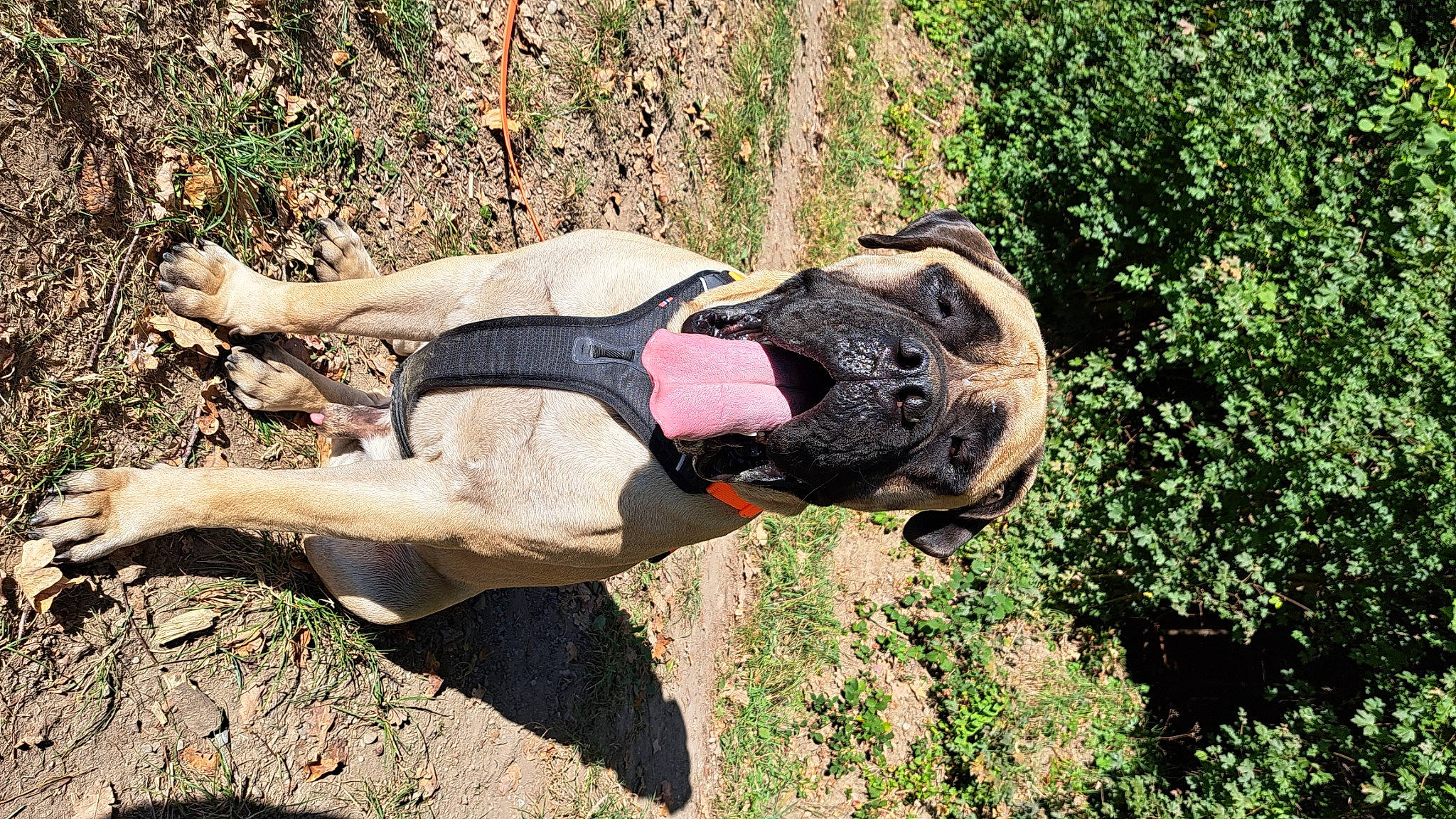 Taïbo a rejoint le concours — aidez-le/la à gagner de superbes lots ! adventure, art, canidae, fawn, grass, landscape, personal_protective_equipment, plant, recreation, sculpture, soil, sporting_group, statue, terrestrial_animal, tree, trunk, wildlife, wood, working_animal