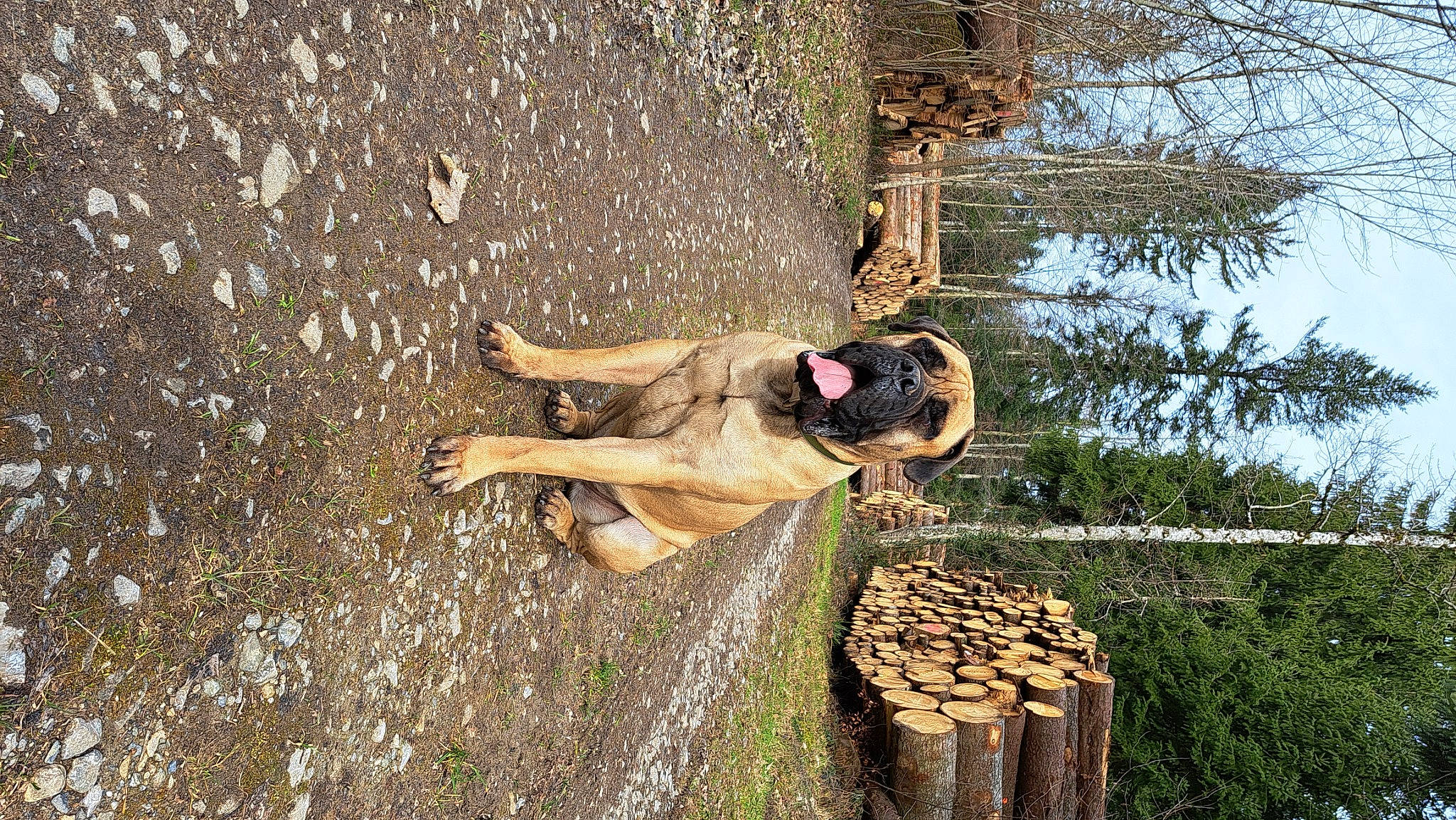 Taïbo a rejoint le concours — aidez-le/la à gagner de superbes lots ! adventure, dog, fawn, fun, grass, landscape, leisure, logging, people_in_nature, plant, recreation, sky, soil, sporting_group, tree, trunk, wood