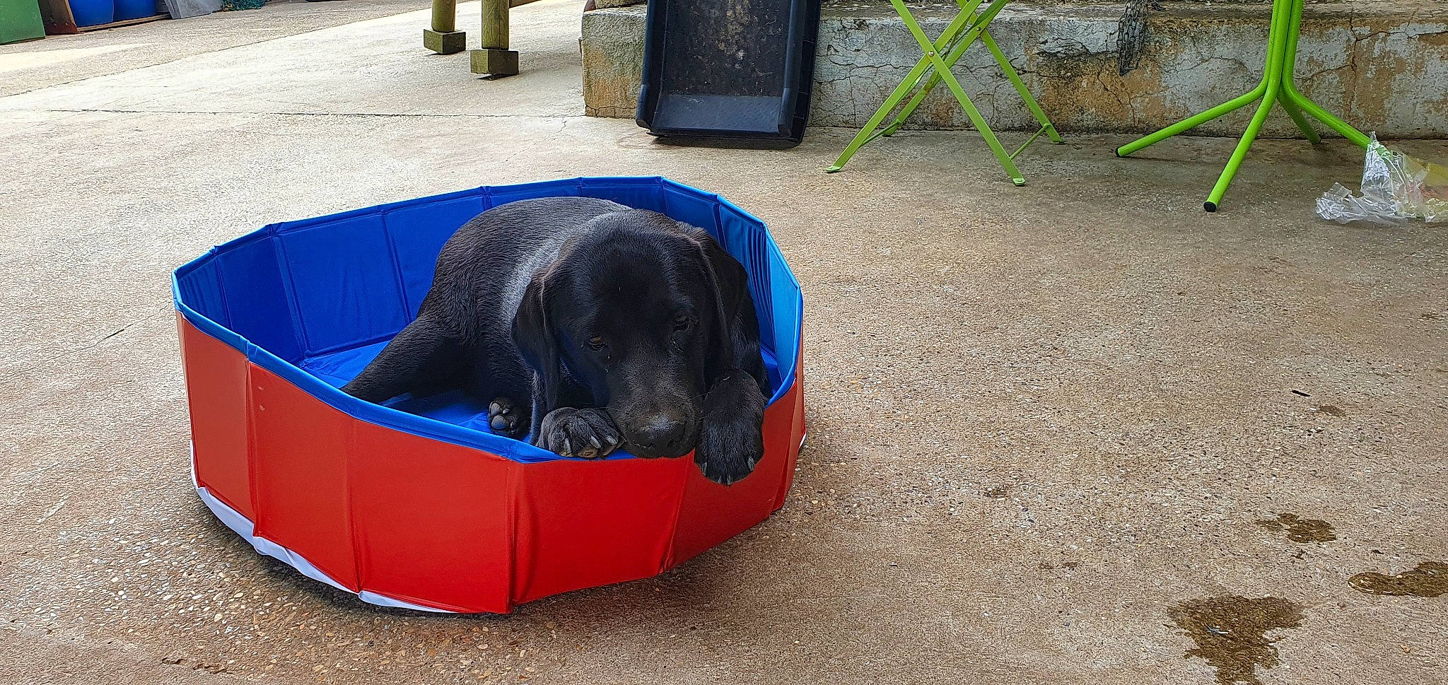 Yäky a rejoint le concours — aidez-le/la à gagner de superbes lots ! canidae, carnivore, comfort, companion_dog, dog, dog_breed, dog_supply, electric_blue, guard_dog, gun_dog, leisure, pet_supply, plant, snout, sporting_group, terrestrial_animal, working_animal